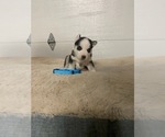 Small Photo #6 Siberian Husky Puppy For Sale in FLAT ROCK, MI, USA