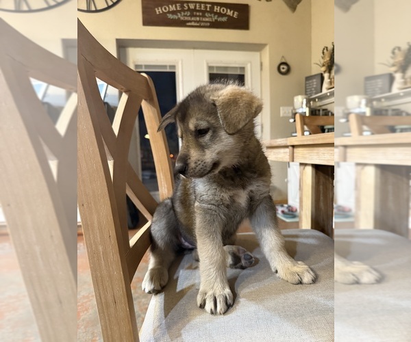 Medium Photo #18 German Shepherd Dog-Wolf Hybrid Mix Puppy For Sale in HAMILTON, TX, USA