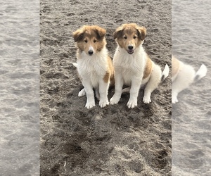 Collie Puppy for sale in SPRINGFIELD, OR, USA