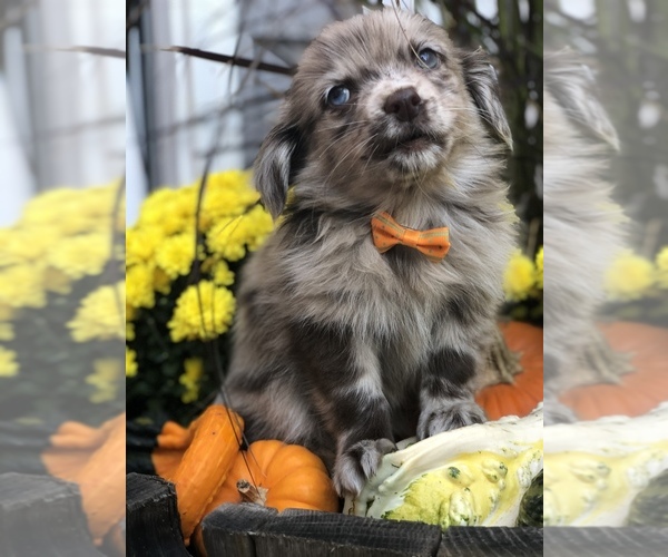 Medium Photo #1 Chiranian Puppy For Sale in BALTIMORE, MD, USA