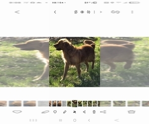 Father of the Golden Retriever puppies born on 02/22/2025