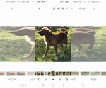 Small Photo #1 Golden Retriever Puppy For Sale in OKTAHA, OK, USA