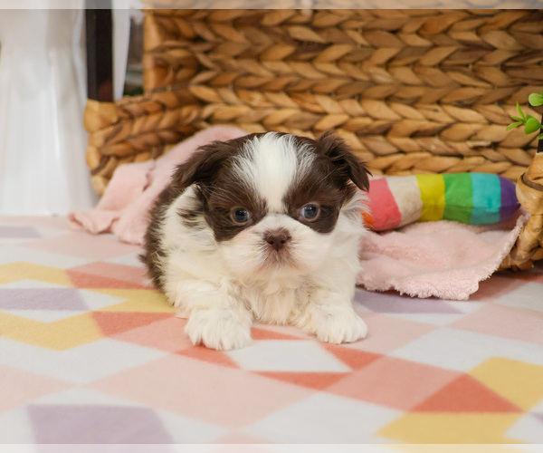 Medium Photo #2 Shih Tzu Puppy For Sale in SYRACUSE, IN, USA