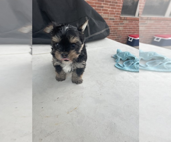 Medium Photo #9 Yorkshire Terrier Puppy For Sale in RICHMOND, TX, USA