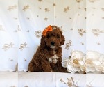 Small Photo #4 Cavapoo Puppy For Sale in NEW PROVIDENCE, PA, USA