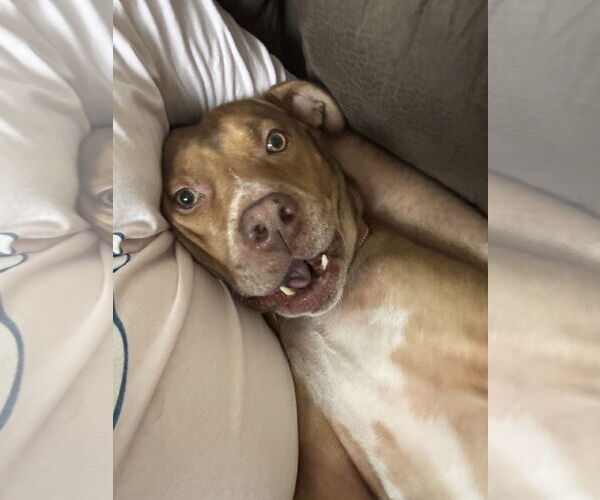 Medium Photo #1 Boxer-Staffordshire Bull Terrier Mix Puppy For Sale in Chandler, AZ, USA