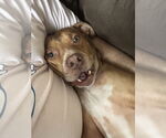 Small Boxer-Staffordshire Bull Terrier Mix