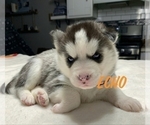 Small Photo #8 Siberian Husky Puppy For Sale in LEHIGHTON, PA, USA