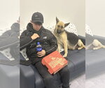 Small #3 German Shepherd Dog