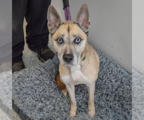 Medium Photo #3 Labsky Puppy For Sale in Huntley, IL, USA