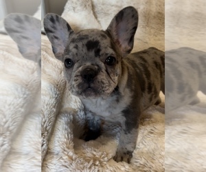 French Bulldog Puppy for sale in ARLINGTON, TN, USA