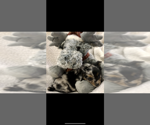 Australian Shepherd-Chihuahua Mix Puppy for sale in SHERMAN, TX, USA