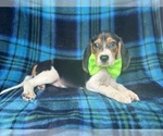 Small #5 Beagle