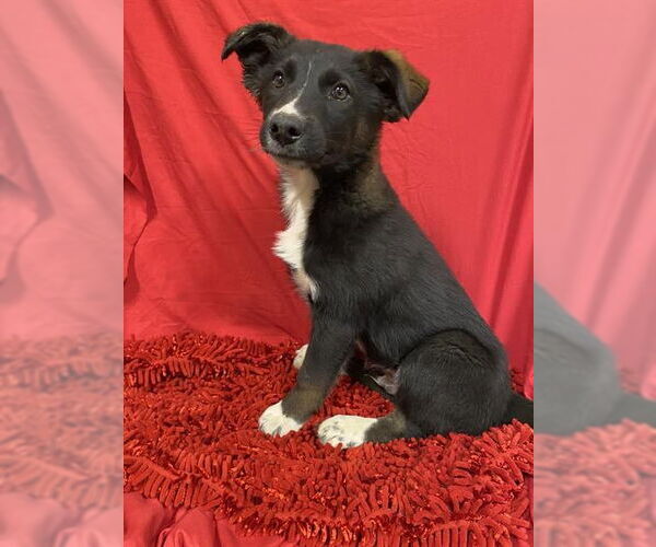 Medium Photo #1 Akita-Unknown Mix Puppy For Sale in Modesto, CA, USA