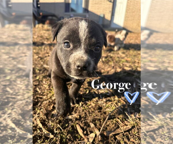Medium Photo #2 American Pit Bull Terrier-Spaniel Mix Puppy For Sale in Claremore, OK, USA