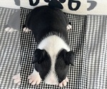 Small #1 Boston Terrier