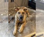 Small #6 Chinese Shar-Pei-Labrador Retriever Mix