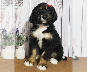Bernedoodle Puppy for sale in GLENMOORE, PA, USA