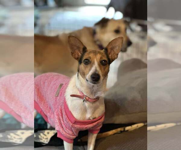 Medium Photo #8 Jack Russell Terrier-Unknown Mix Puppy For Sale in Westwood, NJ, USA