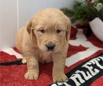 Puppy Harmony Golden Retriever