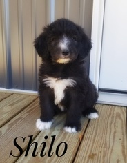 Bernedoodle Puppy for sale in LANCASTER, MO, USA