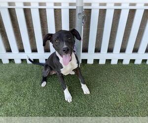 Mutt Dogs for adoption in Modesto, CA, USA