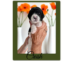Small #3 Bernedoodle-Poodle (Standard) Mix
