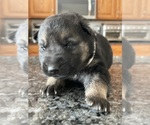 Small Photo #15 German Shepherd Dog Puppy For Sale in HEDGESVILLE, WV, USA