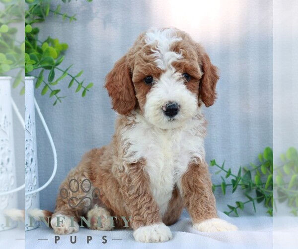 Medium Photo #3 Goldendoodle (Miniature) Puppy For Sale in EPHRATA, PA, USA
