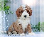 Small #2 Goldendoodle (Miniature)