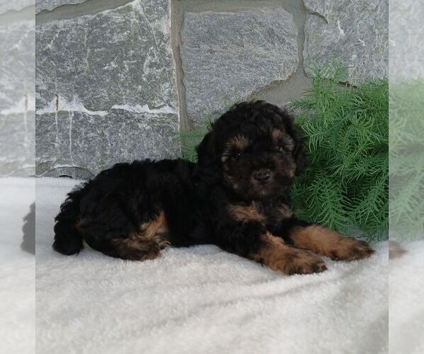 Medium Photo #3 Poodle (Miniature) Puppy For Sale in GORDONVILLE, PA, USA