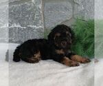 Small #2 Poodle (Miniature)