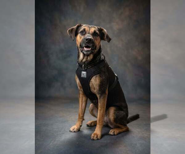 Medium Photo #1 Mutt Puppy For Sale in Vail, AZ, USA