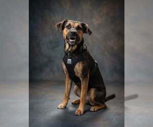 Mutt Dogs for adoption in Vail, AZ, USA