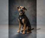 Nova - Female Mutt Dog for Adoption - Small photo