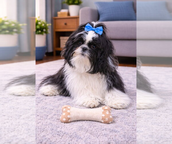 Medium Photo #1 Shih Tzu Puppy For Sale in Bon Carbo, CO, USA