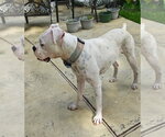 Small #2 Boxer
