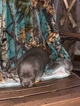 Small #3 Labrador Retriever