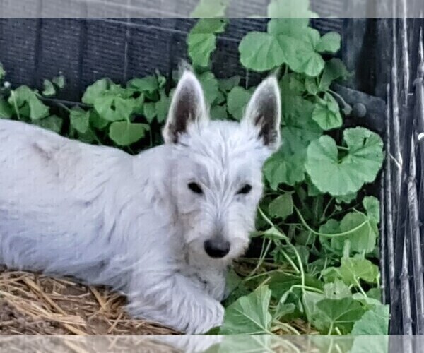 Medium Photo #1 West Highland White Terrier Puppy For Sale in WHITEWOOD, SD, USA