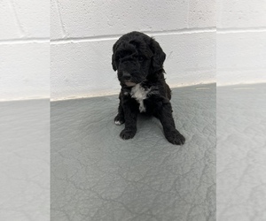 Bernedoodle (Miniature) Puppy for sale in BLOOMFIELD, IN, USA
