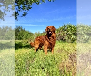 Father of the Golden Retriever puppies born on 07/05/2026