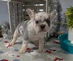 Puppy Zya French Bulldog
