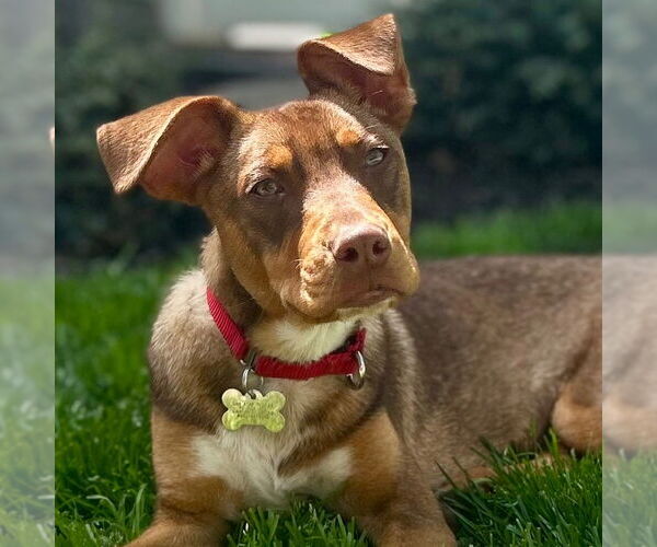 Medium Photo #18 Mutt Puppy For Sale in Canton, CT, USA