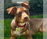 Small #17 Mutt