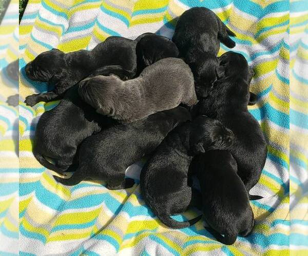 Medium Photo #1 Labrador Retriever Puppy For Sale in OLYMPIA, WA, USA