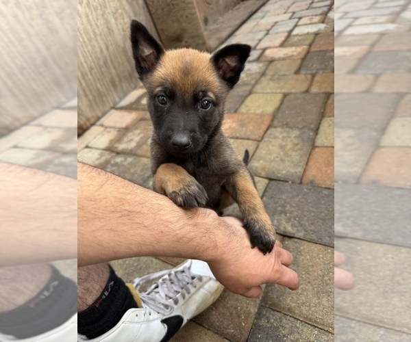 Medium Photo #3 Belgian Malinois Puppy For Sale in OXNARD, CA, USA