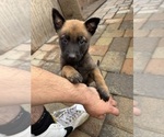 Small #2 Belgian Malinois