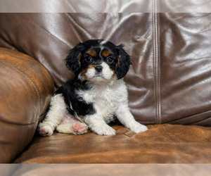 Cavalier King Charles Spaniel Puppy for sale in CAMPBELLSVILLE, KY, USA