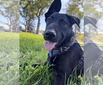 Small Photo #1  Puppy For Sale in , 