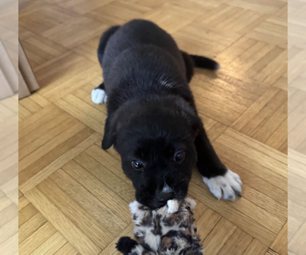 Medium Photo #4 Borador Puppy For Sale in Brooklyn, NY, USA